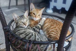 为什么狸花猫在国外会受追捧?狸花猫的优点有什么?(图7)