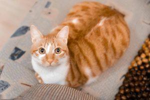 为什么狸花猫在国外会受追捧?狸花猫的优点有什么?(图9)