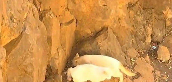 动物园澄清猴子虐猫后,送走猴山上猫咪(图1)