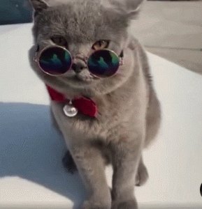 新手怎么挑猫?什么猫咪比较好养?(图1)