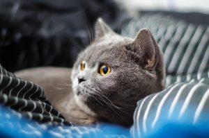 新手怎么挑猫?什么猫咪比较好养?(图3)