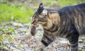 新手怎么挑猫?什么猫咪比较好养?(图4)