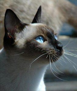 新手怎么挑猫?什么猫咪比较好养?(图7)