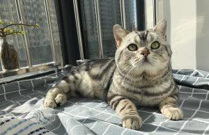 新手怎么挑猫?什么猫咪比较好养?(图6)