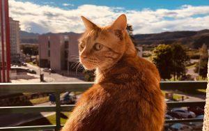 新手怎么挑猫?什么猫咪比较好养?(图9)