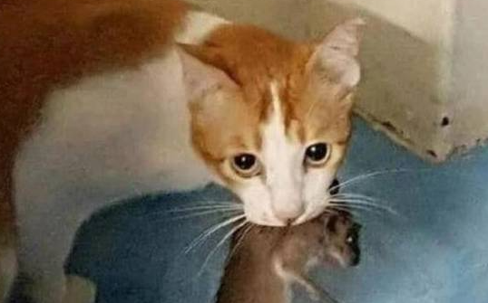 猫咪溜进监控室,还以为去是去蹭风扇,下一秒却被它暖到了(图1)