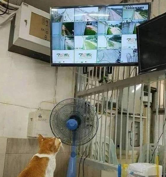 猫咪溜进监控室,还以为去是去蹭风扇,下一秒却被它暖到了(图2)