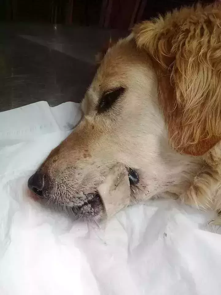 狗狗吃骨头能消化吗?(狗狗吃骨头第二天就开始呕吐怎么办)(图1)