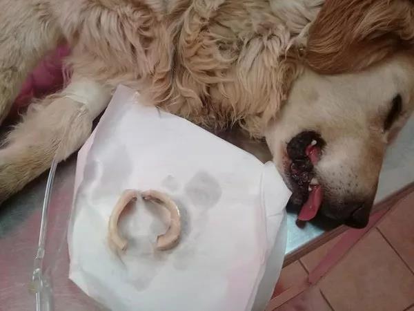 狗狗吃骨头能消化吗?(狗狗吃骨头第二天就开始呕吐怎么办)(图3)