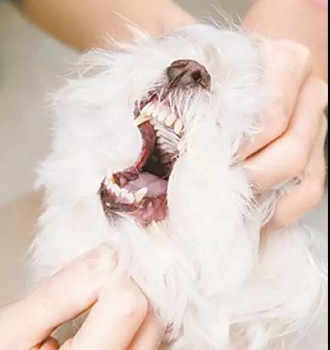 狗狗吃骨头能消化吗?(狗狗吃骨头第二天就开始呕吐怎么办)(图6)