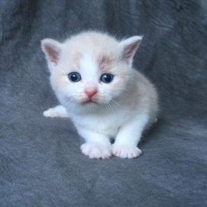 猫咪出生后多久才会睁开眼睛?猫咪多大才会具备正常的视力?(图1)