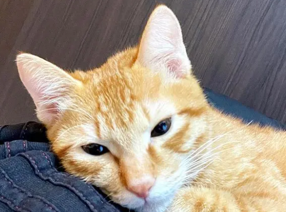 橘猫外表普普通通,身体里却装了狗的灵魂?(图1)