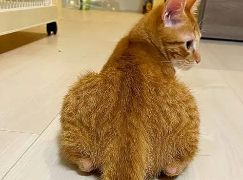 橘猫外表普普通通,身体里却装了狗的灵魂?(图5)