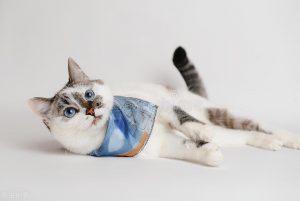 猫咪绝育要花多少钱?猫咪绝育要花费多少?(图1)