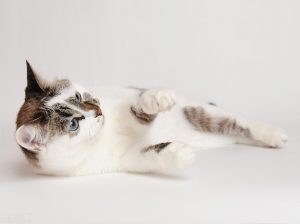 猫咪绝育要花多少钱?猫咪绝育要花费多少?(图3)