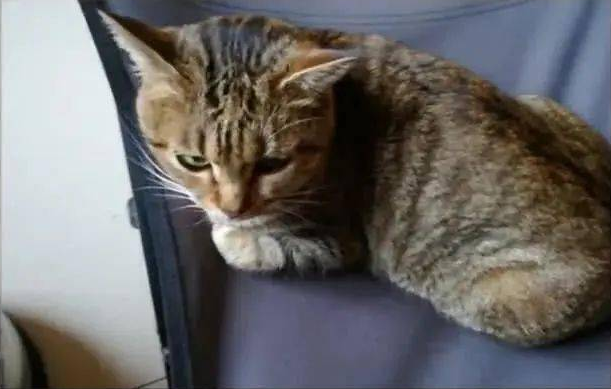 狸花猫仗剑走天涯两个月,回到家已是千疮百孔,再也不愿离开家门(图1)