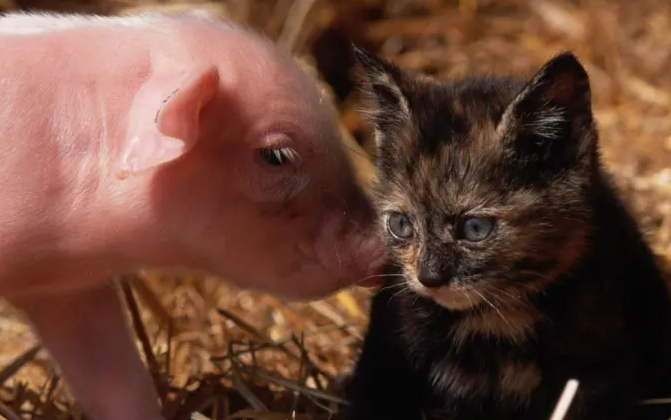 “老子重金买回来的猪是让你做这种事的?”猫:不然呢?(图1)