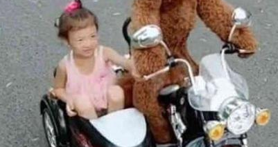 小狗一脸高兴的骑车截着小主人,猫奴都猜疑是否要修炼成仙了!(图2)