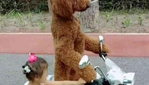 小狗一脸高兴的骑车截着小主人,猫奴都猜疑是否要修炼成仙了!(图3)