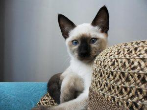 什么猫咪便宜又好饲养的?猫咪推荐(图2)