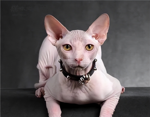 什么猫咪便宜又好饲养的?猫咪推荐(图1)