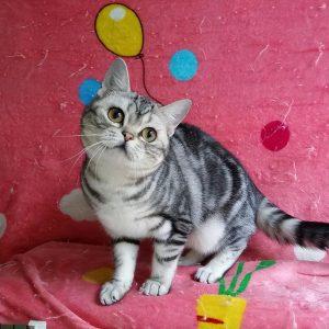 什么猫咪便宜又好饲养的?猫咪推荐(图3)