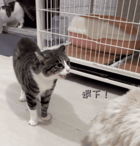 什么猫咪便宜又好饲养的?猫咪推荐(图5)