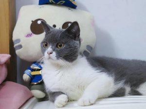 什么猫咪便宜又好饲养的?猫咪推荐(图6)