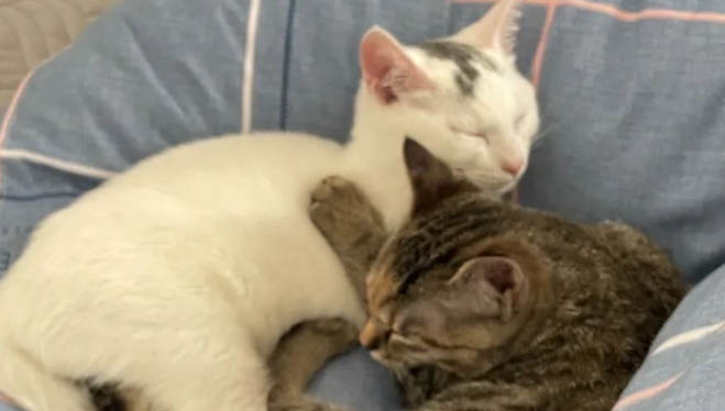 当你的猫咪有了感情……(图1)