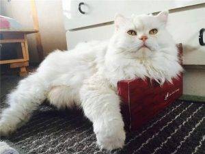 猫咪太瘦是什么原因?猫咪肥胖会引起什么疾病?(图2)