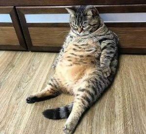 猫咪太瘦是什么原因?猫咪肥胖会引起什么疾病?(图8)