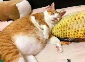 猫咪太瘦是什么原因?猫咪肥胖会引起什么疾病?(图7)