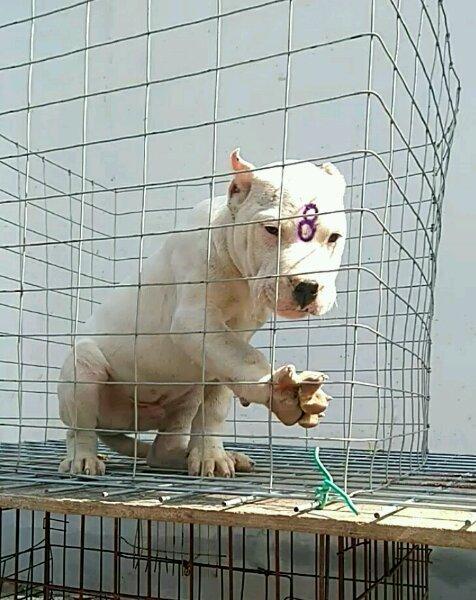 杜高犬纯种怎么分辨真假图片(杜高犬纯种怎么分辨真假视频)(图3)