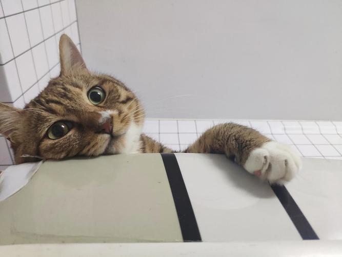 猫总是甩头怎么回事?猫还总是挠耳朵是为什么?(图1)