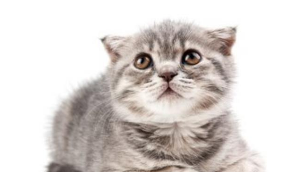 宠物猫健康自查终极指南:用正确的方法,还需要专业的体检!(图2)