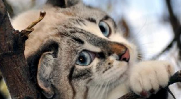 宠物猫健康自查终极指南:用正确的方法,还需要专业的体检!(图3)