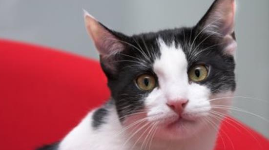 宠物猫健康自查终极指南:用正确的方法,还需要专业的体检!(图4)