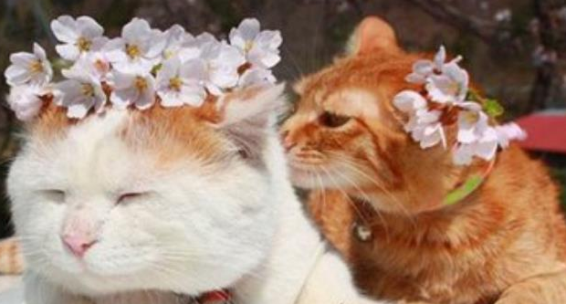 宠物猫健康自查终极指南:用正确的方法,还需要专业的体检!(图5)