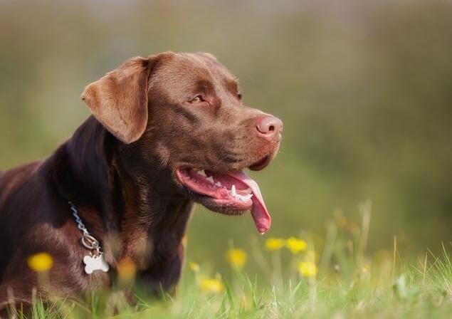 拉布拉多不纯的的后果(拉布拉多不纯种)(图4)