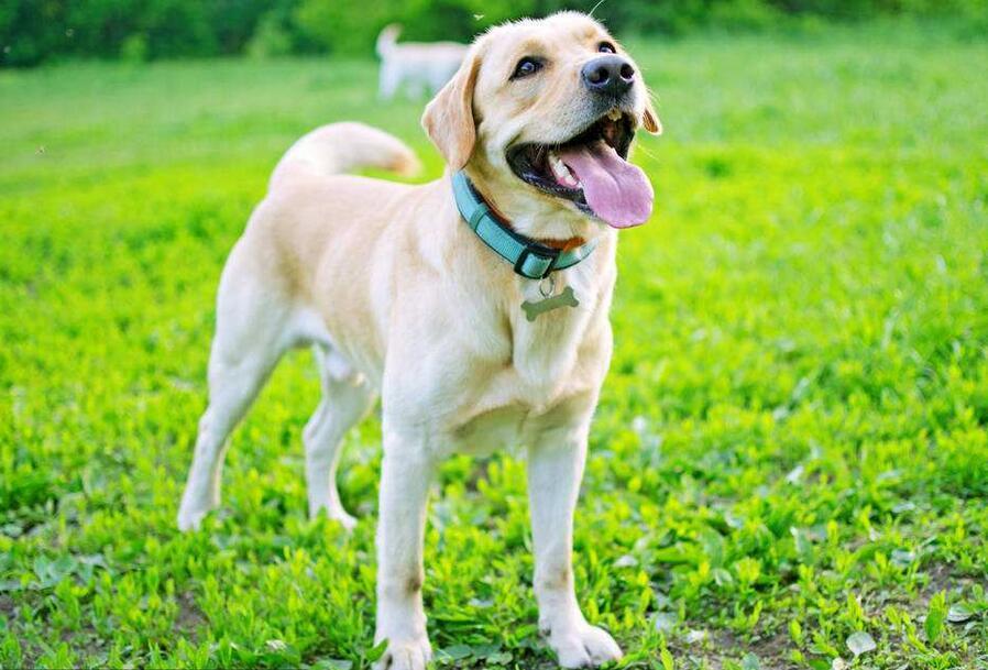 拉布拉多不纯的的后果(拉布拉多不纯种)(图2)