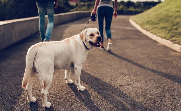 拉布拉多不纯的的后果(拉布拉多不纯种)(图3)