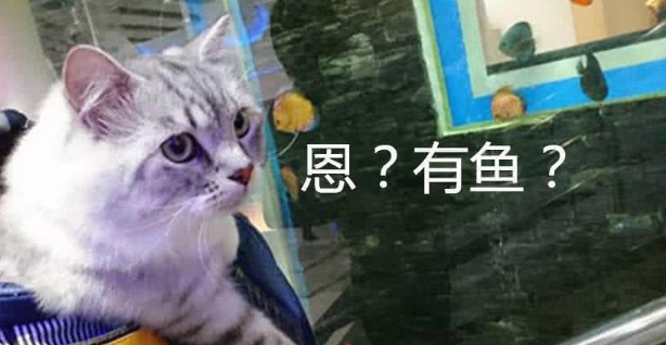 主人带着自家猫咪逛水族馆,猫咪兴奋不已,主人却肠子都快悔青了(图1)