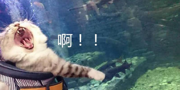 主人带着自家猫咪逛水族馆,猫咪兴奋不已,主人却肠子都快悔青了(图2)