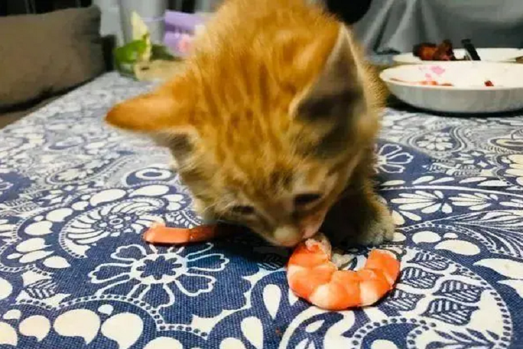 猫咪能吃虾吗?虾对猫咪的身体有什么好处?(图1)