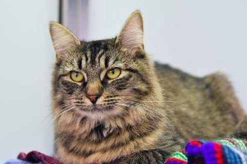 猫咪因患艾滋病,生日会上没一个领养人来参加,工作人员们很沮丧(图1)