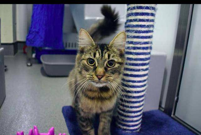 猫咪因患艾滋病,生日会上没一个领养人来参加,工作人员们很沮丧(图2)