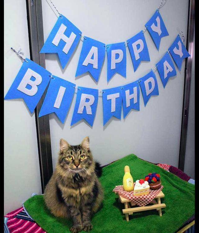 猫咪因患艾滋病,生日会上没一个领养人来参加,工作人员们很沮丧(图4)