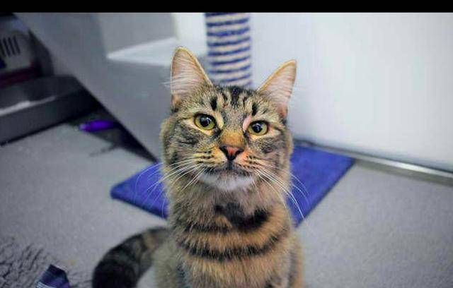 猫咪因患艾滋病,生日会上没一个领养人来参加,工作人员们很沮丧(图6)