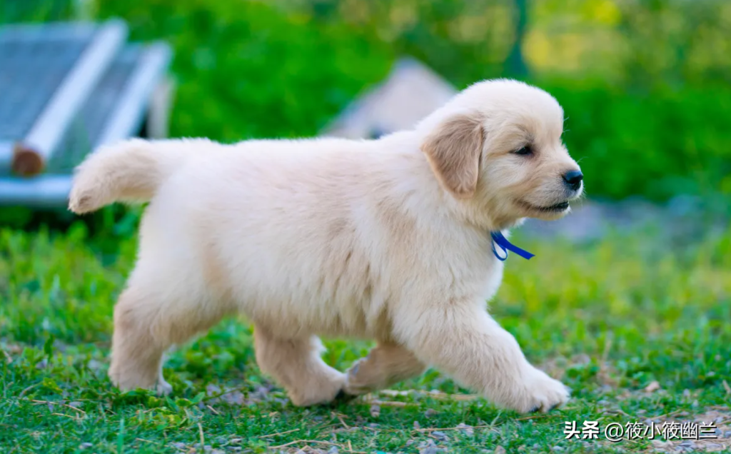 养金毛的教程(教你如何养好一只金毛犬)(图2)