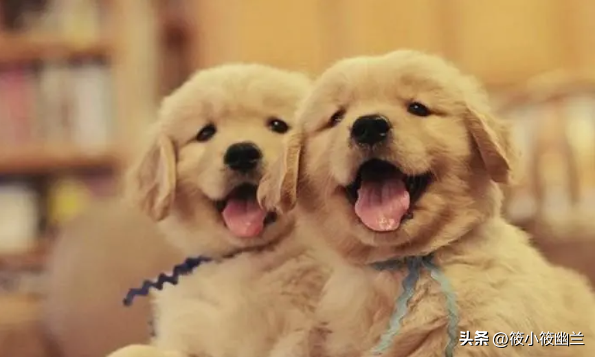 养金毛的教程(教你如何养好一只金毛犬)(图3)